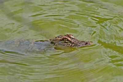 Young Gator at Laguna Atascosa.jpg