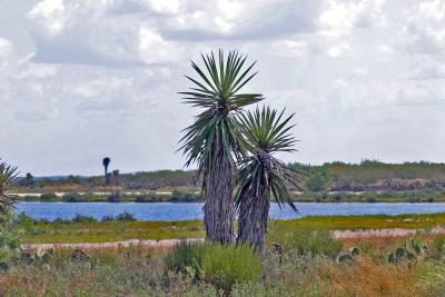 Yucca at Laguna Atascosa.jpg
