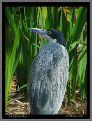 Black-headed Heron