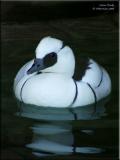 Smew Drake