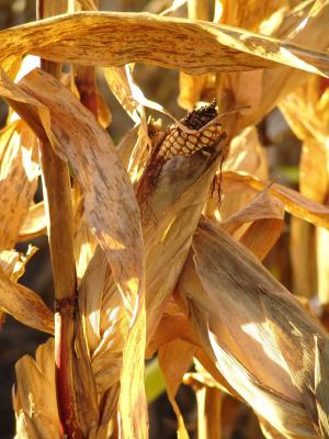 Golden Ear