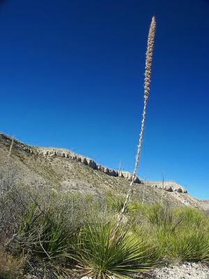 Agave lechuguilla