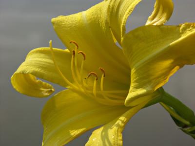 10_yellow_lilly_gd_ps_4w.jpg