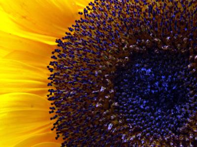 68_sunflower_gd_4w.jpg