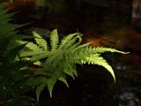 33_forest_fern_gd_4w.jpg