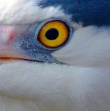 eye