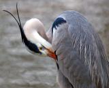 preening