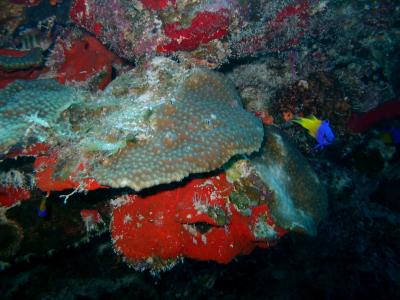 Fairy Baslets around some coral