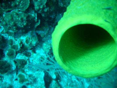 Yellow tube sponge