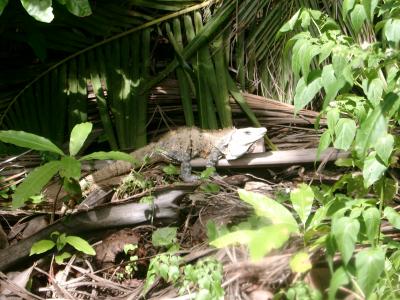 Bamboo Chicken - as Iguanas are known in Belize