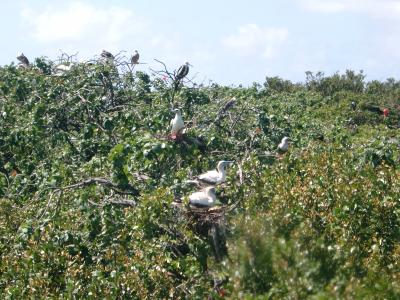 Red Footed Boobies way up in the treetops