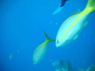 Back in the sea with my friends the striped grunts who follow me