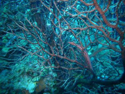 Can you spot the hiding trumpetfish?