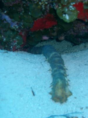 
Sea cucumber