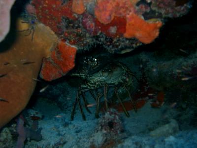 Lobster tucked under the reef