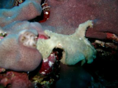 A prized photo - Juvenile Frogfish!!!