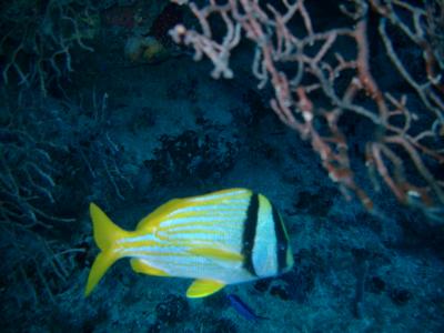 Porkfish - looks like a striped grunt crossed with a banded butterfly fish