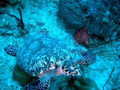 Look at the markings - It's a Hawksbill Turle!!