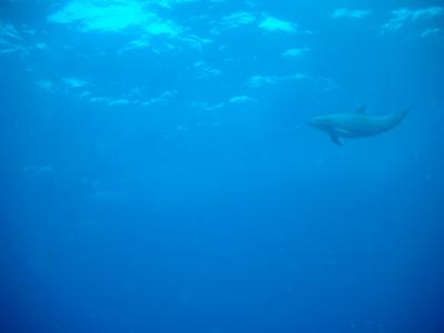 Dolphins come to visit me during my safety stop!! (after deco stops, thanks turtle!!)