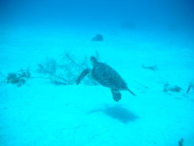 Bye turle (hawksbill again) - thanks for the visit!!