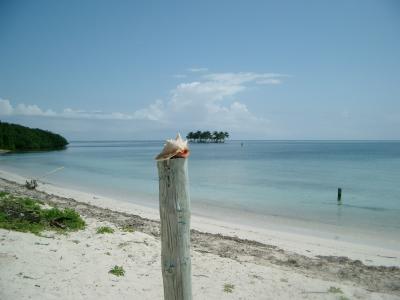 My new mobile phone (conch shell) and my new home!!