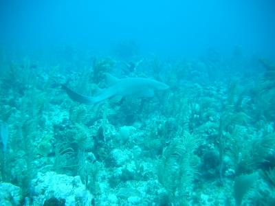 Nurse shark prowles for food