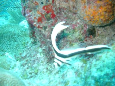 Juvenile Spotted Drum or Jacknife fish