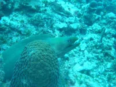 Green Moray Eel