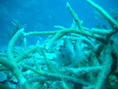 Little damselfish that was really friendly