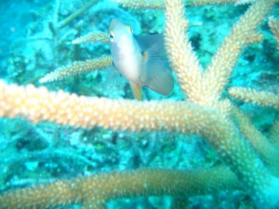 Close up of little damselfish