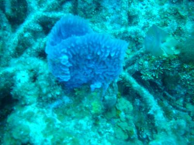 Pretty azure vase sponge with the danselfish