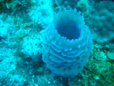 Azure vase sponge