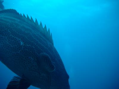 Grouper in my face