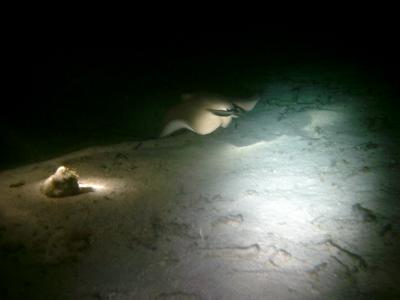 Stingrays all over Hol Chan Cut at night