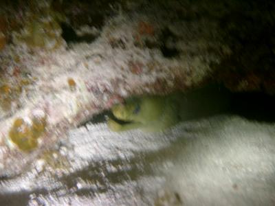 Green Moray eel