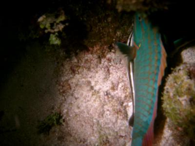 A parrotfish with a strange bedfellow,have to find out what it is