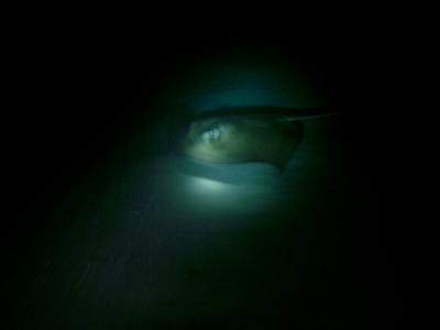 Stingray shows up out of pitch black again