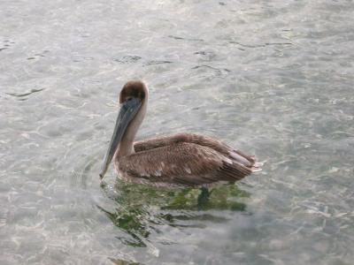Pelican in the water