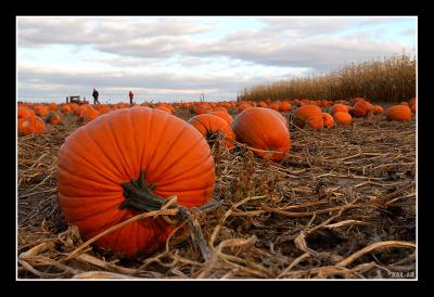In Search of the Perfect Pumpkin...