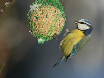 Blue Tit - Blmejse - Parus caeruleus