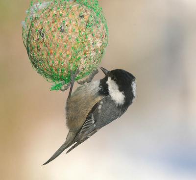 Coal Tit -Sortmejse - Parus ater