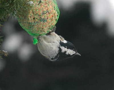 Coal Tit -Sortmejse - Parus ater