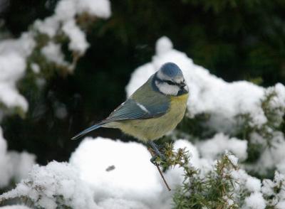  Blue TitBlue Tit - Blmejse - Parus caeruleus