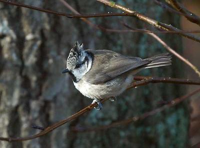  Crested Tit - Topmejse - Parus cristatus