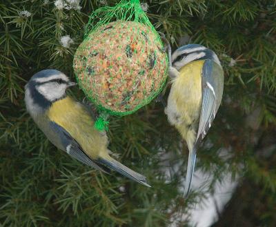  Blue TitBlue Tit - Blmejse - Parus caeruleus