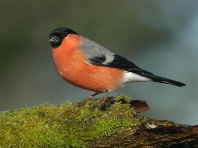 Common Bullfinch - Dompap - Pyrrhula pyrrhula