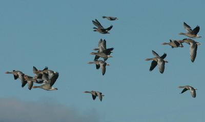 u40/alb123/medium/26167231.Dsc_0029GeylagGoose.jpg