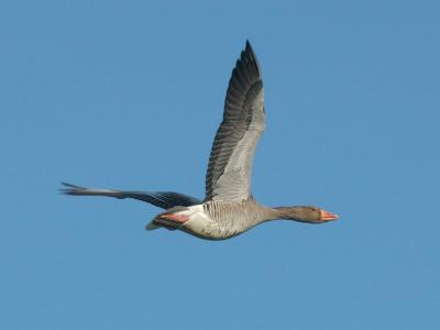 u40/alb123/medium/26167246.Dsc_0031GreylagGoose.jpg