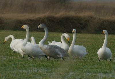 Whooper Swan - Sangsvane - Cygnus cygnus