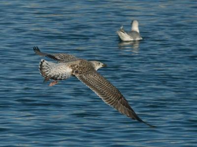 Great Black-backed Gull - Svartbag juv